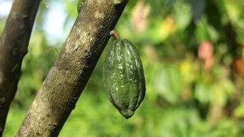 grüne junge Kakaofrucht am Baum im Feld. Kakaoschoten, die in der Morgensonne frisch und strahlend aussehen. foto