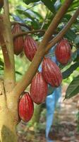 rote Kakaofrucht am Baum im Feld. Kakao oder Theobroma-Kakao l. ist ein kultivierter Baum in Plantagen, der aus Südamerika stammt, aber jetzt in verschiedenen tropischen Gebieten angebaut wird. Java, Indonesien. foto