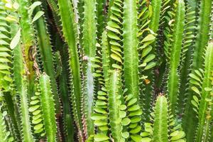 frische Kandelaber-Kaktusbäume foto