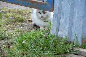 Straßenkatze unter dem Zaun foto