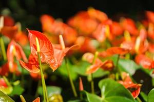 orangefarbene Anthuriumblume oder Flamingoblume im Garten foto