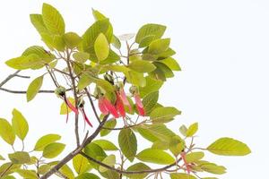 dipterocarpus alatus-Baum foto