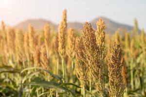 Hirse oder Sorghum im Futtermittelbereich für Vieh foto