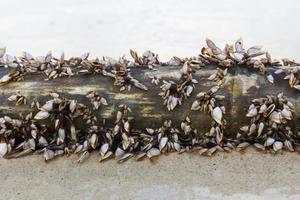 Schwanenhalsseepocken auf Sand foto