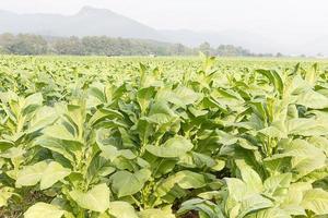 Feld Nicotiana tabacum foto