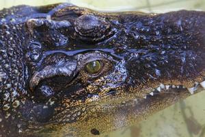 Krokodil schwimmt im See. foto