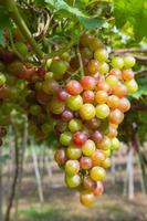 frische Bio-Traube auf Weinzweig foto