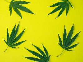 Draufsicht auf Cannabisblätter auf gelbem Hintergrund. foto
