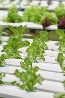 Gemüse in einem Hydrokultur-Gewächshaus. Anpflanzen von Pflanzen mit einer Nährlösung in Wasser anstelle von Anpflanzen mit Erde. foto