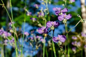 lila farbe tradescantia oder spiderworts blume. foto