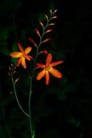 vertikales bild der orangefarbenen montbretia-blumen auf dunklem hintergrund. foto