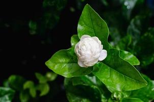 frische weiße thailändische jasminblüte mit ihren blättern zum muttertag in thailand am august. foto