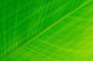 Selektiver Fokus des grünen Blattes mit seinen Adern für Hintergrund und Textur. foto
