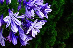 Blaue und violette afrikanische Lilie, die im Garten mit dunklem Kiefernhintergrund blüht. foto