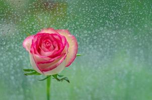 blühende rosa Rose am Fenster mit Regen foto