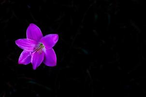 rosafarbene Regenlilienblume, die in der Regenzeit auf dunklem Hintergrund mit Platz für Text blüht. foto