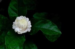 die einzelne schöne frische weiße thailändische jasminblume mit ihren blättern aus dem garten, die für aroma und tee verwendet werden, isoliert auf schwarzem hintergrund. foto