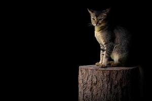 entzückende hauskatze mit panikgesicht sitzt auf holz mit leuchtendem licht. foto