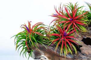 Luftpflanze Tillandsien mit bunten Blumenpflanzen in Holzscheit auf weißem Hintergrund. foto