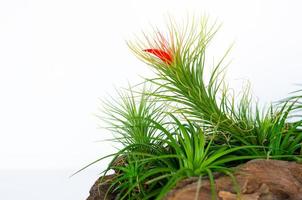 Luftpflanze tillandsia funckiana mit roter Blumenpflanze in Holzscheit. foto