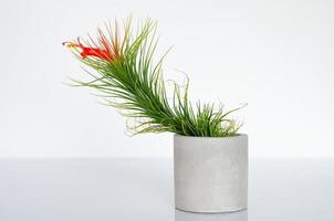 Luftpflanze tillandsia funckiana mit roten Blumenpflanzen im Zylindertopf. foto