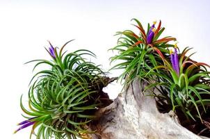 tillandsia oder luftpflanze, die wächst, ohne dass der boden blüht, mit farbenfrohen blumen, die am holz auf weißem hintergrund befestigt sind. foto