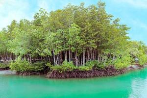 die Waldmangrove mit blauem Himmelshintergrund foto