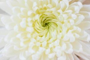 Nahaufnahme weiße Blume Chrysantheme Textur Hintergrund foto