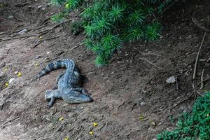 Krokodilfarm in Thailand foto