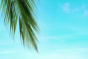 sommermeer mit blättern palme und kopierraum, himmel entspannendes konzept, schöner tropischer hintergrund für reiselandschaft foto