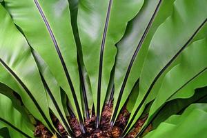 grünes Blattmuster, Blatt des Vogelnestfarns oder Asplenium-Nidusbaum im Garten foto