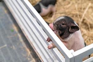 Miniaturschweine auf dem Bauernhof foto