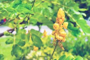 Senna Alata oder Kandelaberbusch oder Acapulo-Blume im Garten foto