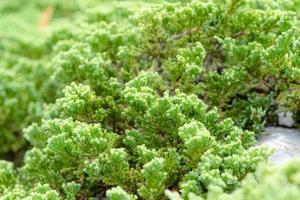 grünes Blattmuster aus kriechendem Wacholder oder Juniperus horizontalis moench, Blattunschärfe texturiert, Naturhintergrund foto