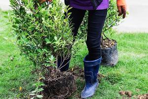 Gärtner, der sich darauf vorbereitet, Bäume zu pflanzen - das Baum- und Gartendekorationsdienstleistungsgeschäft foto