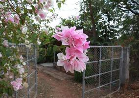 Bougaville oder Papierblume. Nahaufnahme rosa Blumenstrauß auf grünem Blatthintergrund im Garten mit Morgenlicht. foto