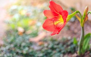 schöne hippeastrum johnsonii blume oder rote blume foto