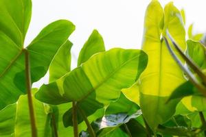 Schuss aus niedrigem Winkel. grüne blätter von alocasia longiloba oder araceae, die von thailändischen pflanzen mit komplexen blättern wachsen. grüner blattnaturhintergrund foto