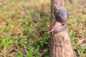 nahaufnahme der schnecke helix pomatia oder burgund. mollusken bewegen oder kriechen auf dem baumstamm in der natur .invertebraten tierkonzept foto