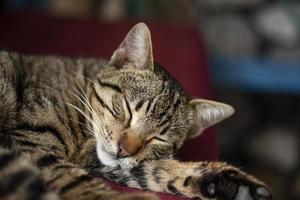 Eine Katze, die auf einer Lounge liegt, sich zusammenrollt und schläft, eine lustige, braun gestreifte, kurzhaarige Katze schläft bequem auf dem Bett. eine schläfrige getigerte katze ruht in einem haus foto