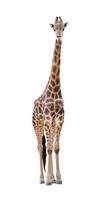 Giraffe isoliert weißer Hintergrund foto