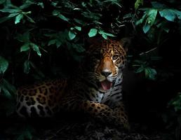 Jaguar im tropischen Regenwald bei Nacht foto