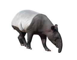 malaiischer tapir oder asiatischer tapir isoliert foto