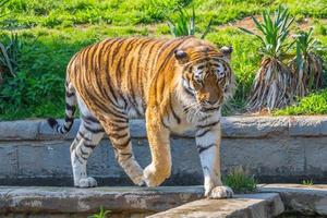 Tiger in einem Wildtierzoo - einer der größten Fleischfresser der Natur. foto