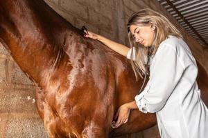 tierarzt untersucht pferd. foto