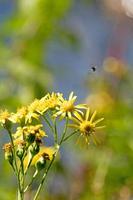 wilder gelber stern blume makro fünfzig megapixel moderne digitale plakate schöne grafik jacobaeae viscosa familie asteraceae foto