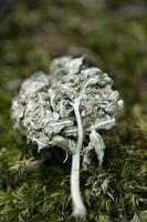 Medizinische Marihuana-Knospen Nahaufnahme Hintergrund Rauchen von Unkraut foto
