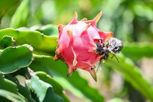 drachenfrucht auf dem drachenfruchtbaum, der auf die ernte in der landwirtschaftsfarm in asiatischer pitahaya-plantage wartet. drachenfrucht in thailand im sommer foto