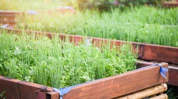 pflanzen von koriander und scallion oder frühlingszwiebeln, die im gemüsegarten der topfplantage wachsen foto