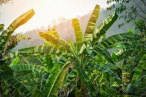 bananenbaum, der im bananenfeld wächst, grüner dschungel, natur, tropischer pflanzenhintergrund foto